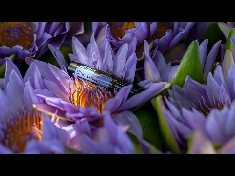 Plavi Lotos  i eterično ulje plavog lotosa