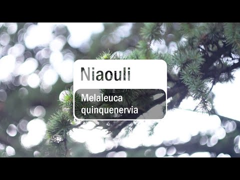 doTERRA Niaouli (15ml) - (Translated Subtitles)