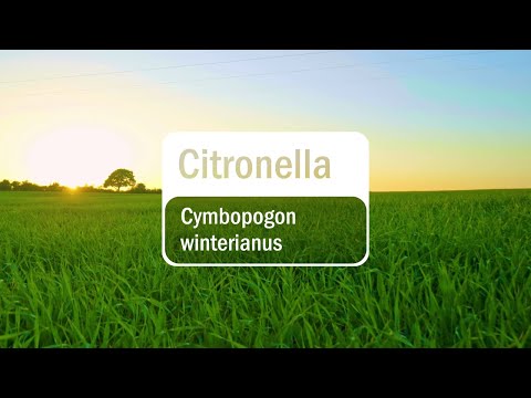 doTERRA Citronella (Translated Subtitles)