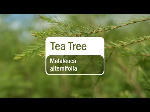 doTERRA Tea Tree (15ml)