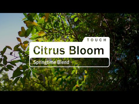 doTERRA Citrus Bloom Touch (Translated Subtitles)