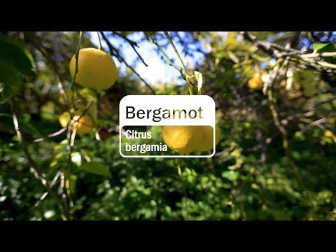 Bergamot Essential Oil | doTERRA Behind the Bottle: Episode 12