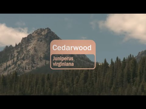 Cedarwood Essential Oil Uses and Benefits