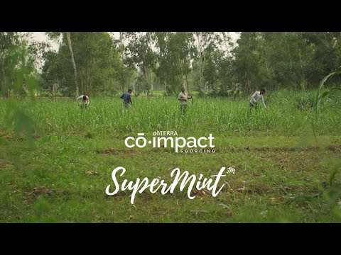 Co-Impact Sourcing | doTERRA SuperMint
