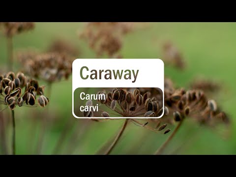 doTERRA Caraway (Translated Subtitles)