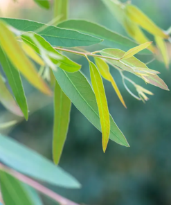 Eukaliptusz dvro