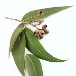 Eukaliptus iz australije