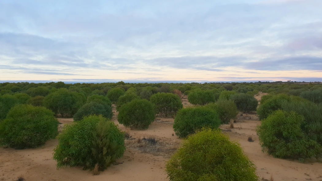 Plantaža Eukaliptus kochii drveća u Australiji