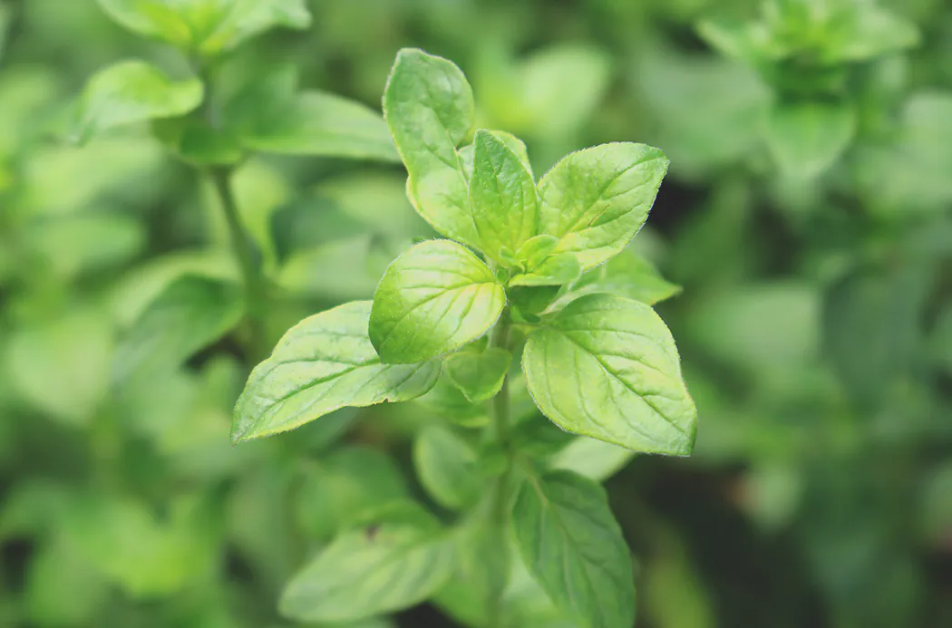Listovi origana od čega se destiluje ulje oregano