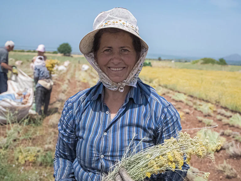 Berba smilja u Albaniji
