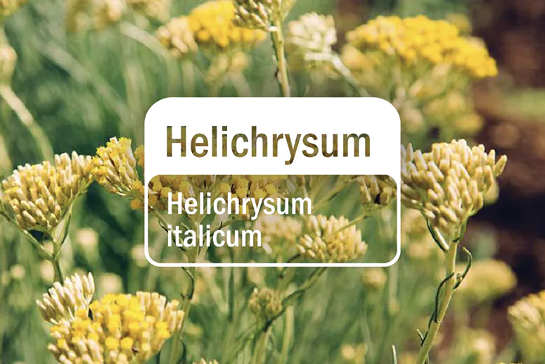 Eteri;no ulje smilja / Helichrysum italicum
