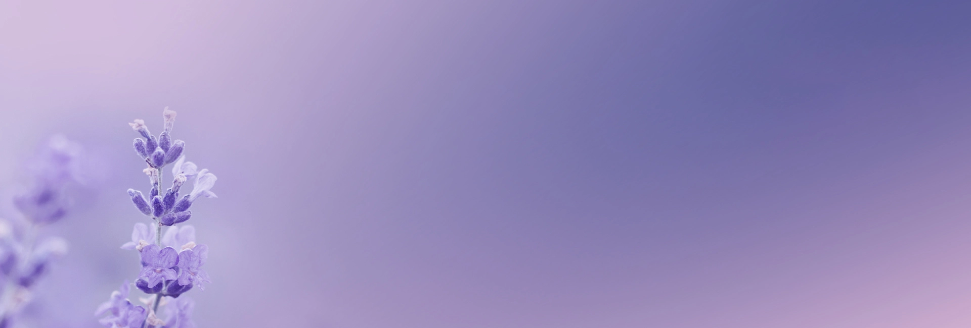 event-background-lavanda