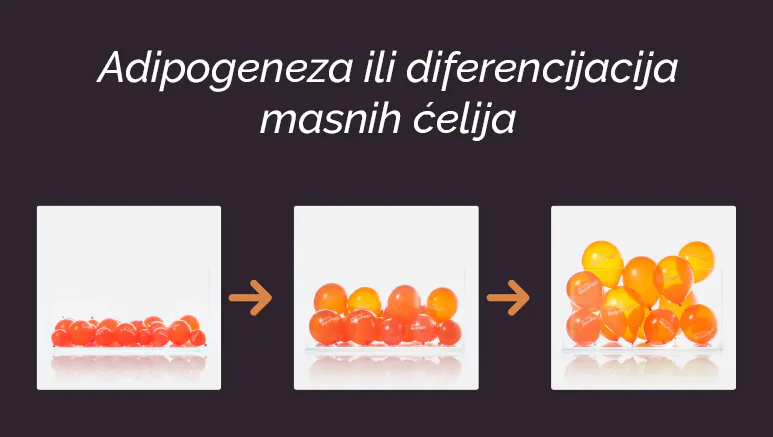 Adipogeneza ili diferencijacija
masnih ćelija
