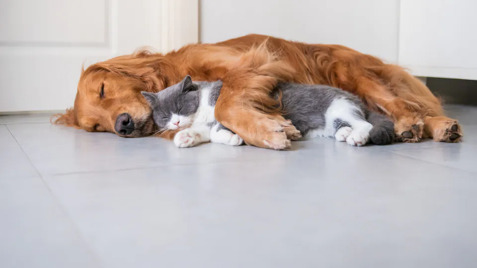 Bolji san i opuštanje: Noć bez stresa