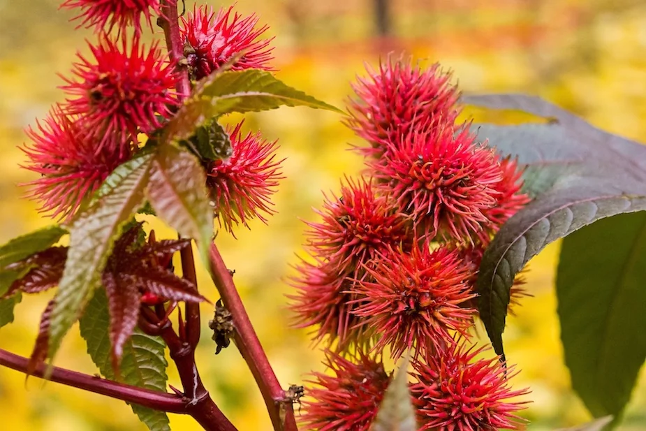 Biljka ricinus (Ricinus communis) na poljima u Gudžaratu, Indija
