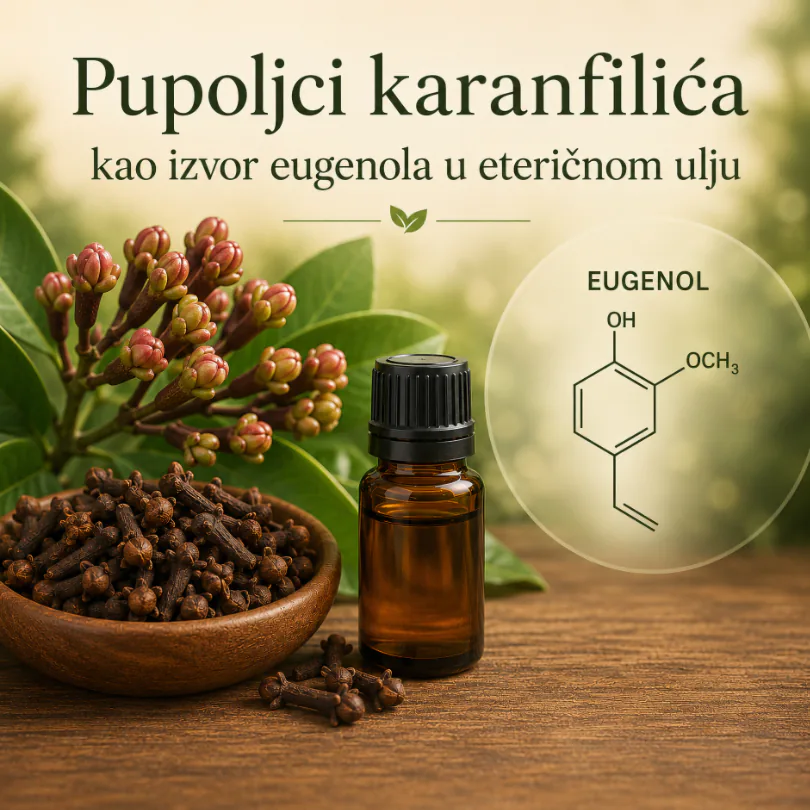 Pupoljci karanfilića kao izvor eugenola u eteričnom ulju