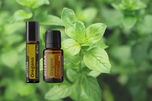Poređenje Oregano Touch roll-on formata i čistog ulja origana po razblaženju i primeni
