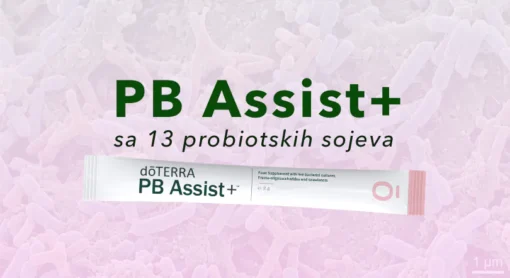 Mikroskopski prikaz probiotskih bakterija mlečne kiseline