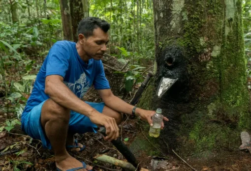 Sakupljanje Copaiba smole bušenjem debla drveta Copaifera u Amazoniji (Brazil)
