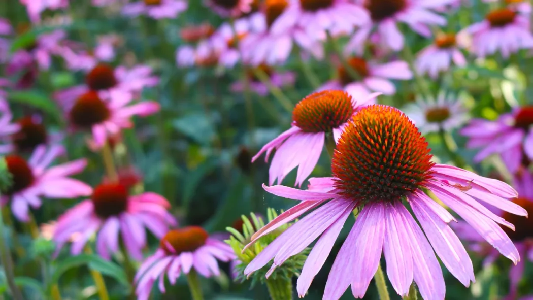 Cvet ljubičaste rudbekije (Echinacea purpurea), biljke iz koje se dobija doTERRA Echinacea eterično ulje