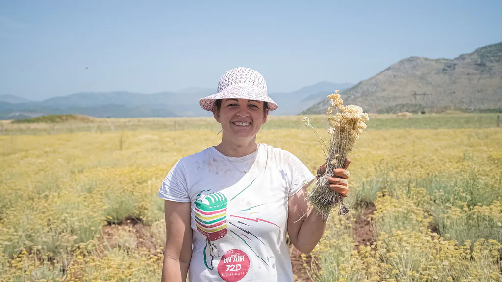 Smilje (Helichrysum italicum) u cvetu na kamenitoj mediteranskom polju na Korzici